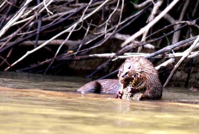 Neotropical River Otter  with Bottom-feedier Fish (Hypostomus sp.). Photo  Stefan Lithner