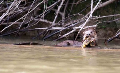 Neotropical River Otter  with Bottom-feedier Fish (Hypostomus sp.). Photo  Stefan Lithner