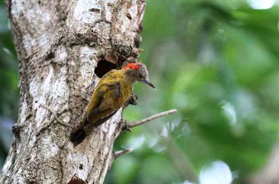 Little Woodpecker. Photo  Stefan Lithner