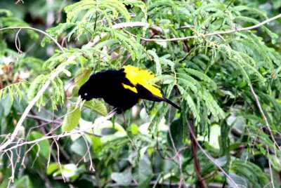 Yellow-rumped Cassique. Photo  Stefan Lithner