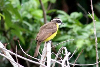 Rusty-margined Flycatcher. Photo © Stefan Lithner