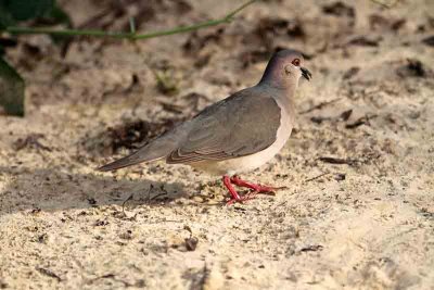 White-tipped Dove. Photo © Stefan Lithner