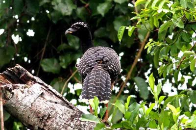 Bare-faced Currasow. Photo © Stefan Lithner