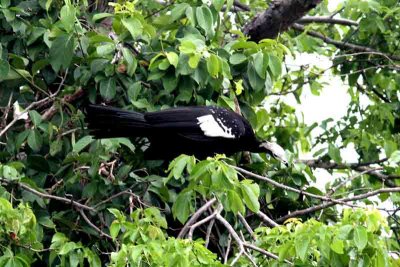 Blue-throated Piping -guan. Photo © Stefan Lithner