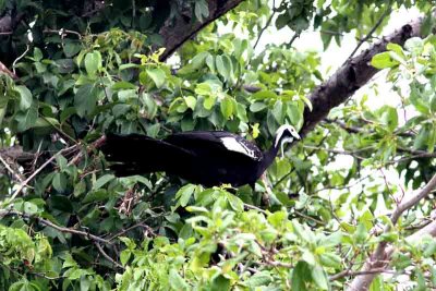 Blue-throated Piping -guan. Photo © Stefan Lithner
