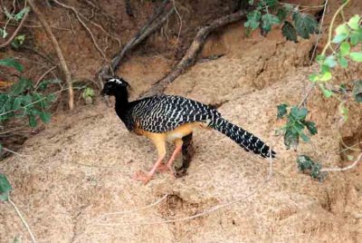 Bare-faced Curassow. Photo © Stefan Lithner