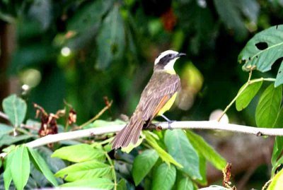 Rusty-margined Flycatcher. Photo © Stefan Lithner