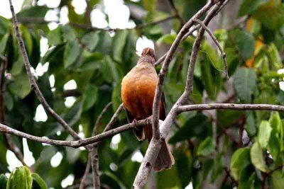 Rufous Cacholote. Photo © Stefan Lithner