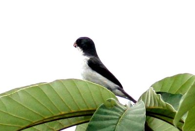 White.bellied Seedeater. Photo © Stefan Lithner
