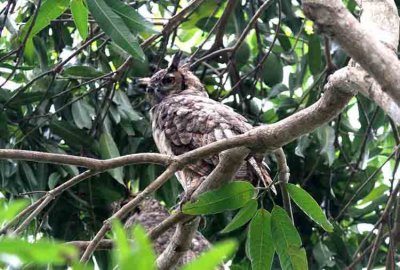 (Southern) Great Horned Owl. Photo © Stefan Lithner