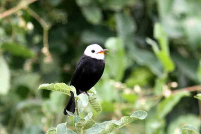 White-headed Marsh-tyrant . Photo  Stefan Lithner