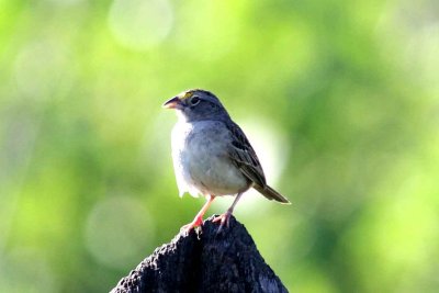 Grassland Sparrow. Photo  Stefan Lithner