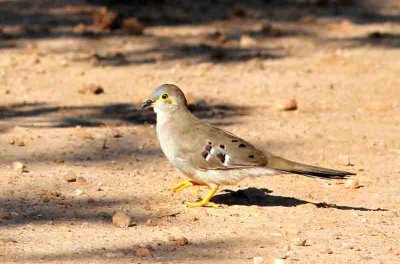 Long-tailed Ground-dove. Photo © Stefan Lithner
