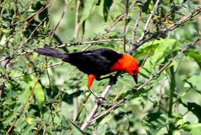 Scarlet-headed Blackbird. Photo  Stefan Lithner