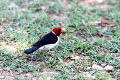 Yellow-billed Cardinal. Photo © Stefan Lithner