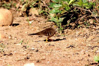 Long-tailed Ground-dove. Photo  Stefan Lithner