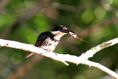 2_A_IMG_4600_Green Kingfisher female feeding on freshwater Shrimp Pantanal 121109.jpg