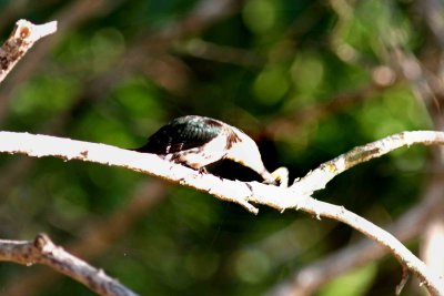 3_A_IMG_4603_Green Kingfisher female feeding on freshwater Shrimp Pantanal 121109.jpg