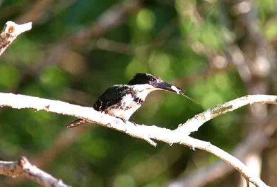 4_A_IMG_4606-2_Green Kingfisher female feeding on freshwater Shrimp Pantanal 121109.jpg