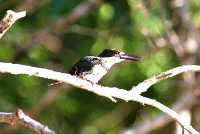 Green Kingfisher feeding on freshwater shrimp