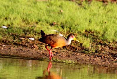Grey-necked Woodrail . Photo © Stefan Lithner