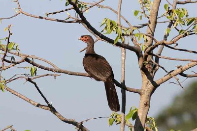 Chaco Chachalaca. Photo © Stefan Lithner
