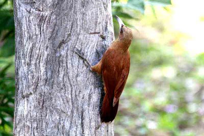 Great Rufous Woodcreeper. Photo © Stefan Lithner