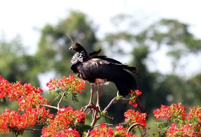 Horned Screamer. Photo © Stefan Lithner