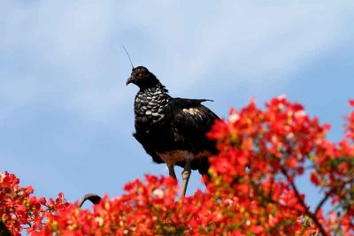 Horned Screamer. Photo © Stefan Lithner