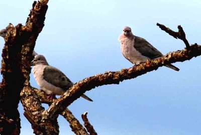 Eared Dove. Photo © Stefan Lithner