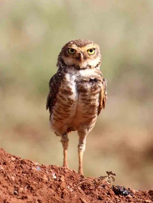 Burrowing Owl. Photo © Stefan Lithner