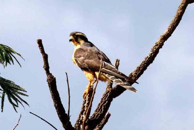 Aplomado Falcon. Photo © Stefan Lithner