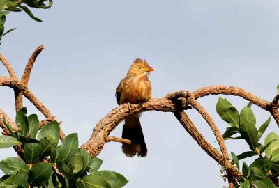 Guira Cuckoo. Photo © Stefan Lithner