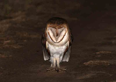 Barn Owl. Photo © Stefan Lithner