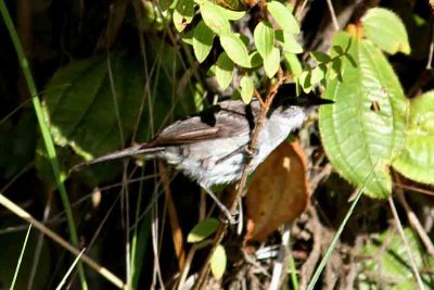 Sooty Tyrannulet. Photo © Stefan Lithner