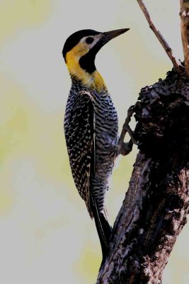 Campo Flicker . Photo © Stefan Lithner