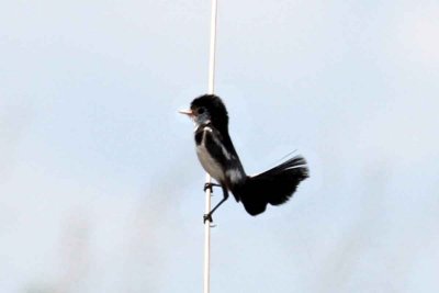 Cock-tailed Tyrant. Photo © Stefan Lithner