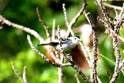 Large-billed Antwren male. Photo © Stefan Lithner