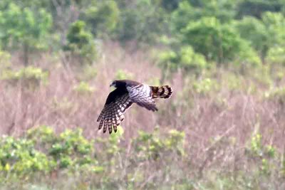 Long-winged Harrier. Photo © Stefan Lithner