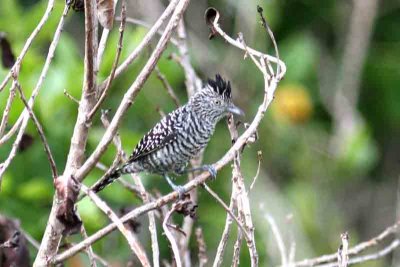 Barred Antshrike male. Photo © Stefan Lithner