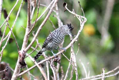 Barred Antshrike male. Photo © Stefan Lithner