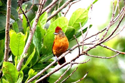 Barred Antshrike female. Photo © Stefan Lithner