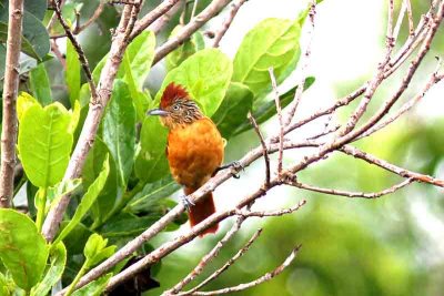 Barred Antshrike female. Photo © Stefan Lithner