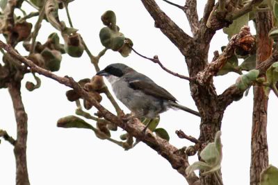 Shrike-like Tanager. Photo © Stefan Lithner