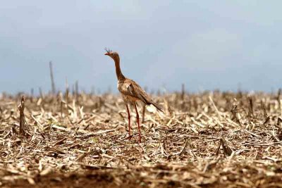 Red-legged Seriema. Photo © Stefan Lithner