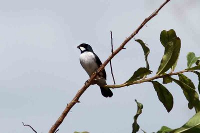 Lined Seedeater. Photo © Stefan Lithner