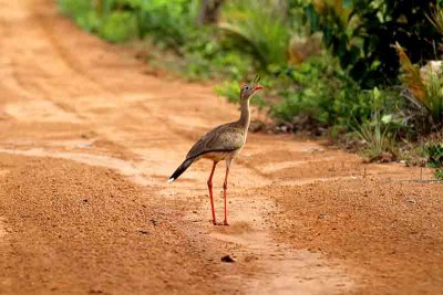 Red-legged Seriema. Photo © Stefan Lithner