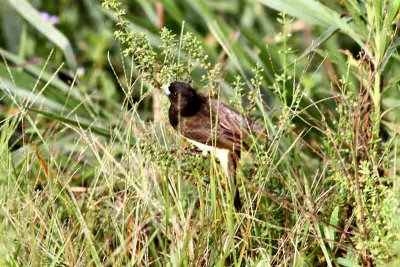 Yellow-bellied Seedeater male. Photo © Stefan Lithner