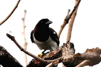 Curl-crested Jay. Photo © Stefan Lithner