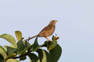 Wedge-tailed Grass-finch. Photo © Stefan Lithner